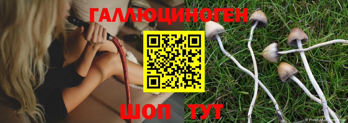 Псилоцибиновые грибы Psilocybine cubensis Горячий Ключ